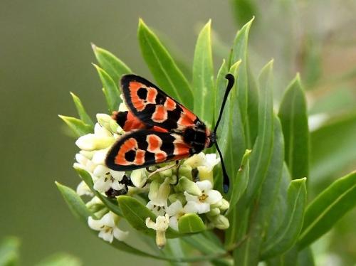 Zygaena fausta